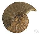 ammonite - one of the coiled chambered fossil shells of extinct mollusks