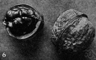 Circassian walnut - Eurasian walnut valued for its large edible nut and its hard richly figured wood