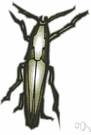 skipjack - able to right itself when on its back by flipping into the air with a clicking sound