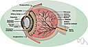 arteria centralis retinae - a branch of the ophthalmic artery