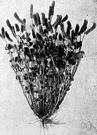 Trifolium incarnatum - southern European annual with spiky heads of crimson flower