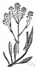 Isatis - Old World genus of annual to perennial herbs: woad