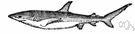dusky shark - relatively slender blue-grey shark