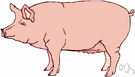 sow - an adult female hog
