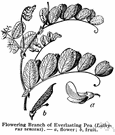 Everlasting pea - any of several perennial vines of the genus Lathyrus