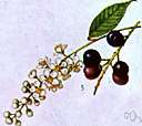 black cherry tree - large North American wild cherry with round black sour edible fruit