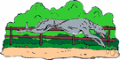 greyhound racing - the sport of racing greyhounds