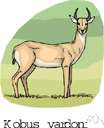 Adenota vardoni - an African antelope closely related to the waterbuck