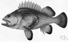 Sebastodes ruberrimus - a large fish of the Pacific coast of North America