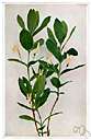 poison arrow plant - medium-sized shrubby tree of South Africa having thick leathery evergreen leaves and white or pink flowers and globose usually two-seeded purplish black fruits