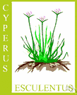 rush nut - European sedge having small edible nutlike tubers