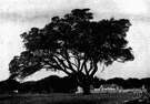 live oak - any of several American evergreen oaks