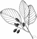 Alnus rhombifolia - tree of western United States