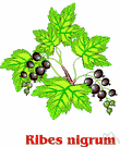 black currant - widely cultivated current bearing edible black aromatic berries