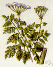 poison hemlock - large branching biennial herb native to Eurasia and Africa and adventive in North America having large fernlike leaves and white flowers