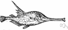 bellows fish - small bottom-dwelling fish of warm seas having a compressed body and a long snout with a toothless mouth