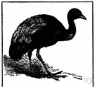 trumpeter - large gregarious crane-like bird of the forests of South America having glossy black plumage and a loud prolonged cry