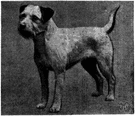 Border terrier - small rough-coated terrier of British origin
