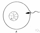 fertilisation - creation by the physical union of male and female gametes