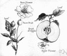 rose-apple tree - tropical tree of the East Indies cultivated for its edible fruit