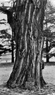 black locust - strong stiff wood of a black-locust tree