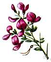 catgut - perennial subshrub of eastern North America having downy leaves yellowish and rose flowers and