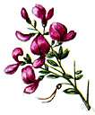 Tephrosia virginiana - perennial subshrub of eastern North America having downy leaves yellowish and rose flowers and