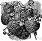 genus Fragaria - strawberries