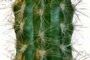 briery - having or covered with protective barbs or quills or spines or thorns or setae etc.