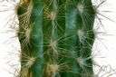 spiny - having or covered with protective barbs or quills or spines or thorns or setae etc.