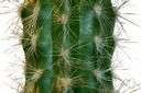 thorny - having or covered with protective barbs or quills or spines or thorns or setae etc.