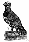 spruce grouse - North American grouse that feeds on evergreen buds and needles
