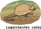 genus Lagorchestes - hare wallabies