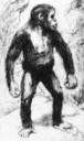 australopithecine - any of several extinct humanlike bipedal primates with relatively small brains of the genus Australopithecus