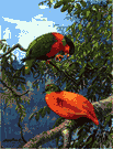 lory - small brightly colored Australasian parrots having a brush-tipped tongue for feeding on nectar and soft fruits