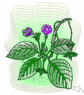 episcia - any plant of the genus Episcia