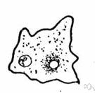 myxomycete - a slime mold of the class Myxomycetes