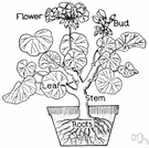 plant structure - any part of a plant or fungus