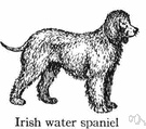 Irish water spaniel - breed of large spaniels developed in Ireland having a heavy coat of liver-colored curls and a topknot of long curls and a nearly hairless tail
