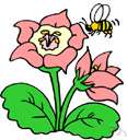 Anthidium - potter bees