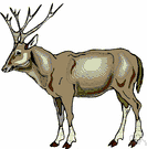 Elaphurus davidianus - large Chinese deer surviving only in domesticated herds