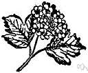 genus Viburnum - deciduous or evergreen shrubs or small trees: arrow-wood