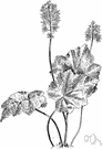 genus Tiarella - small genus of North American herbs having mostly basal leaves and slender racemes of delicate white flowers
