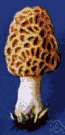 sponge mushroom - an edible and choice morel with a globular to elongate head with an irregular pattern of pits and ridges