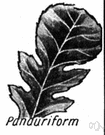 pandurate leaf - a fiddle-shaped leaf