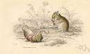 Apodemus - Old World field mice