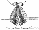 perineum - the general region between the anus and the genital organs
