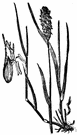 Alopecurus pratensis - stout erect perennial grass of northern parts of Old World having silky flowering spikes