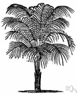 feather palm - palm having pinnate or featherlike leaves