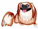 Pekingese - a Chinese breed of small short-legged dogs with a long silky coat and broad flat muzzle